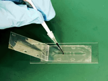 Image: NIST scientists combined a glass slide, plastic sheets, and double-sided tape to create an inexpensive and simple-to-build microfluidic device for exposing an array of cells to different concentrations of a chemical (Photo courtesy of  Cooksey/NIST).